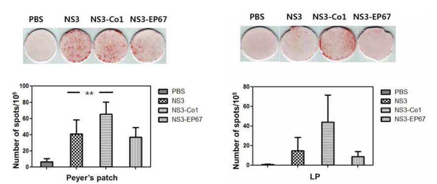 점막 면역계에서 항원 특이적 CD8+IFN-γ+ cell 분석