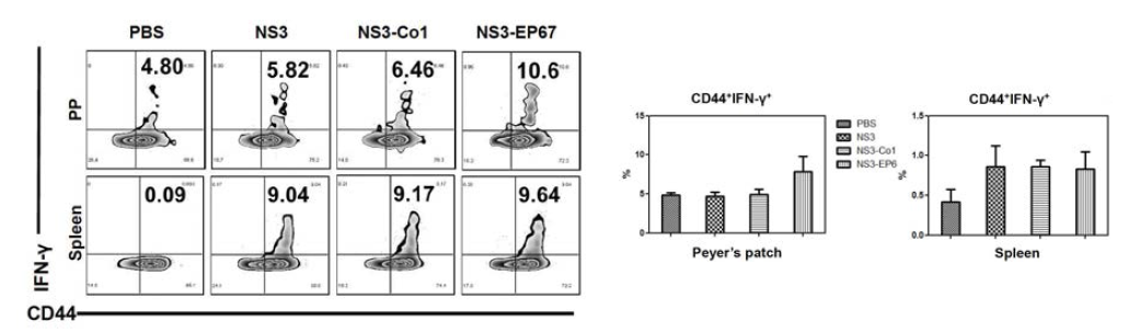 점막 및 전신 면역계에서 CD8+CD44+IFN-g+T cell 분석