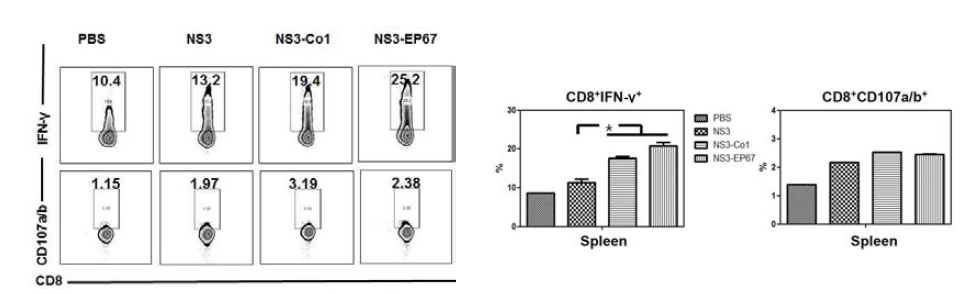 DENV-2에 대한 CD8+ T cell 활성 분석