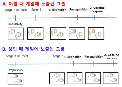 3주령 rat을 절반은 6단계 훈련을 계속 진행하고, 절반은 6주가 될 때까지 기다렸다가 6단계 훈련을 시켜주어 연령에 따른 rGT preference 차이를 관찰함