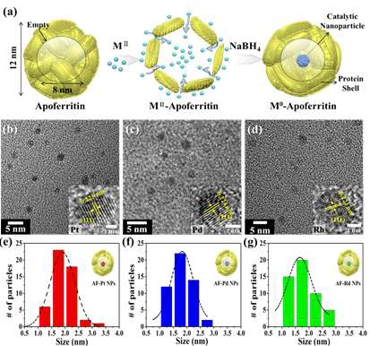 (a) 단백질 템플릿(아포페리틴)으로 나노촉매 입자를 제조하는 모식도, 합성된 (b) 백금, (c) 팔라듐, (d) 로듐 입자의 TEM 이미지, (e) 백금 (f) 팔라듐 (g) 로듐 나노 촉매 입자의 크기 분포도