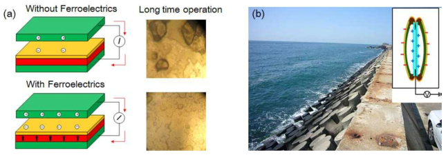 본 연구의 필요성 및 중요성. (a) 강유전체 필름에 의한 에너지 수확 효율 및 내구성 증대 (b) 실제 방파제에 최적화한 디바이스 구현