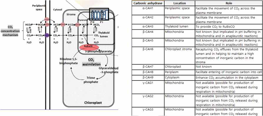 미세조류 내 carbonic anhydrase의 탄산염 조절 메커니즘과 carbonic anhydrase의 종류. 그림출처: AM Hammed et al. 2016. algae