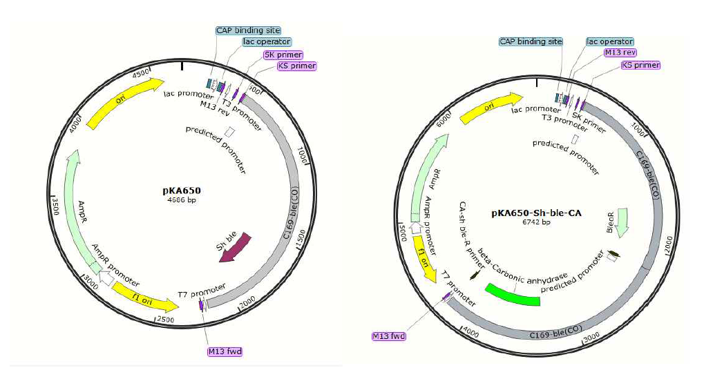 왼쪽의 vector map은 선행 연구된 C. vulgaris에 도입할 marker 유전자 (C-169 strain에서 유래한 프로모터 및 터미네이터 포함(회색부분, C169-ble(CO))가 cloning 된 pKA650 vector map, 오른쪽의 vector map은 pKA650에서 marker 유전자 및 carbonic anhydrase (녹색)을 도입한 vector