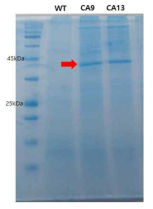 Whole protein SDS-PAGE gel 사진. lane 1은 Chlorella vulgaris WT, lane 2는 형질전환체 51개 중 CA9 형질전환체, lane 3는 형질전환체 중 CA13. 붉은 화살표는 약 43 kDa의 목적 밴드