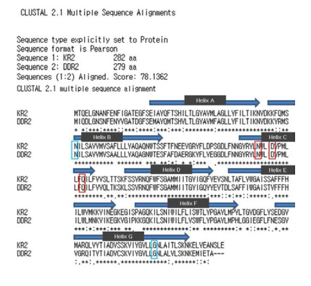 KR2 와 DDR2의 아미노산 서열 비교 및 helix비교. 붉은 박스는 conserved residue, 파란 박스는 돌연변이 타겟 residue