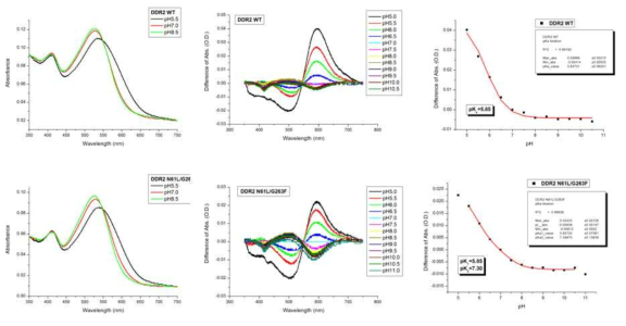 DDR2 WT과 N61L/G263F 돌연변이체의 characterization. 왼쪽부터 Absorption spectra, Flash-induced different spectra, Titration curve