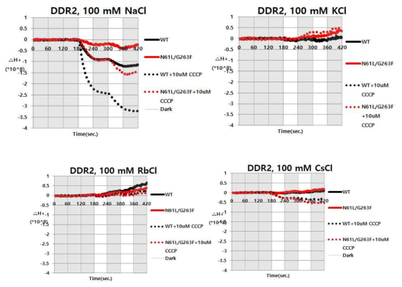 DDR2 WT과 N61L/G263F 돌연변이체의 Proton pumping assay