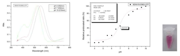 M2AX19-E96Q 돌연변이체의 characterization. 왼쪽부터 Absorption spectra, Titration curve