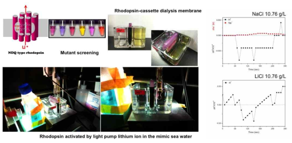 Cassette dialysis membrane을 이용한 로돕신 박막 시스템과 이를 통한 Li, Na의 이동을 정량화