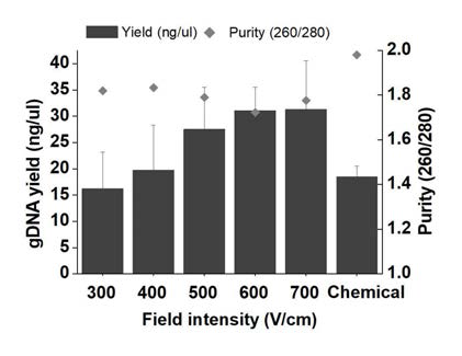 타사 제품(Chemical)과 비교한 전기천공법에 의해 추출된 gDNA의 농도(yield) 및 순도(purity)