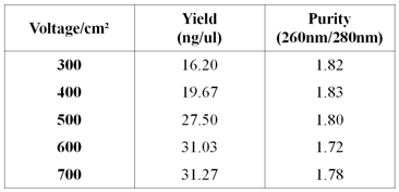 전기천공법에 의해 추출된 gDNA의 농도(yield) 및 순도(purity)
