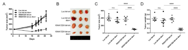 생쥐 피하 이종이식을 통한 KIAA1324 단백질 과발현 위암세포주의 종양형성능 분석