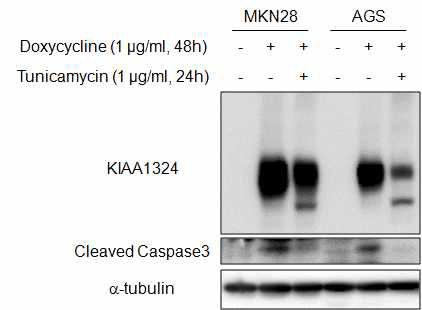KIAA1324 단백질의 글리코실화