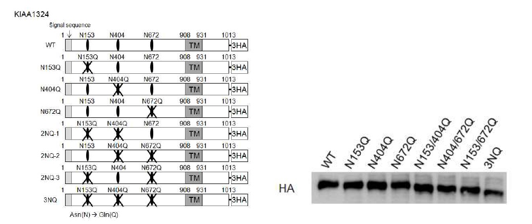 KIAA1324 단백질 글리코실화 비활성 돌연변이체