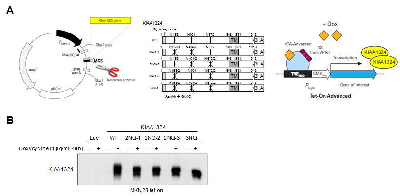 레트로 바이러스 시스템을 활용하여 KIAA1324 글리코실화 비활성 돌연변이체를 doxycycline을 처리할 때 발현하도록 구축한 위암세포주. (A) KIAA1324 글리코실화 비활성 돌연변이체를 발현하는 레트로바이러스 벡터 제작. (B) 구축된 MKN28 위암세포주에서 doxcycycline에 의해 KIAA1324 단백질이 발현되는 것을 확인한 단백질 면역 블로팅