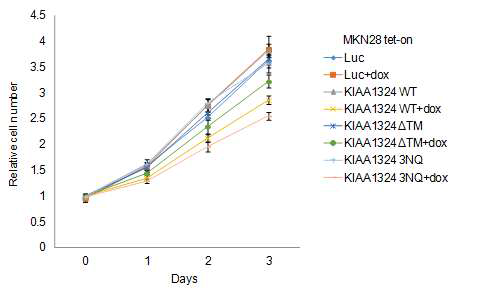 KIAA1324 단백질 발현에 따른 위암 세포주의 생장 변화