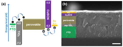 (a) CuSCN 무기 홀 전도체 기반 페로브스카이트 태양전지의 에너지 레벨 모식도, (b) 측면 주사 전자 현미경(SEM) 사진