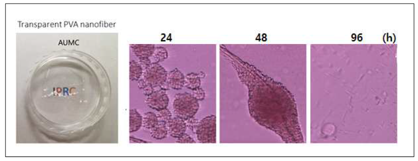 투명한 PVA 나모섬유 재질에서 배양한 NIH3T3 세포주의 세포모양
