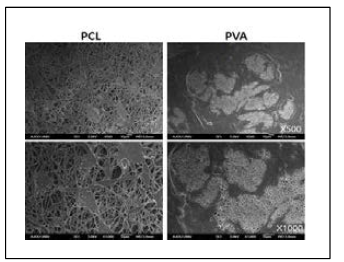 EA.hy926 혈관내피세포주의 PVA 나노섬유와 PCL 나노섬유에서 부착의 차이를 나타내는 SEM 결과