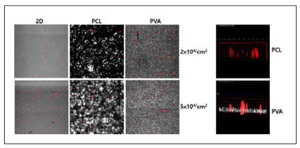 반투명 PVA 나노섬유 매트와 PCL 나노섬유 매트에서 PKH26으로 형광 염색된 EA.hy926 혈관내피세포주를 비교 관찰한 결과