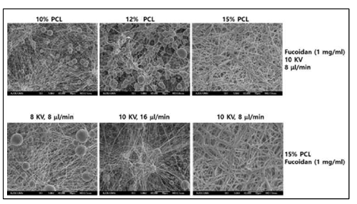 전기방사로 제작한 fucoidan 함유 PCL 나노섬유의 전자현미경 사진