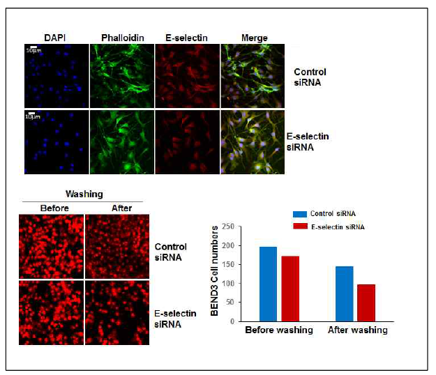 BEND3 세포주에서 E-selectin siRNA 처리에 의한 Fucoidan-PCL 결합에 대한 영향