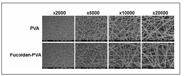 Fucoidan-PVA 나노섬유의 직경과 공극을 나타내는 전자현미경 결과