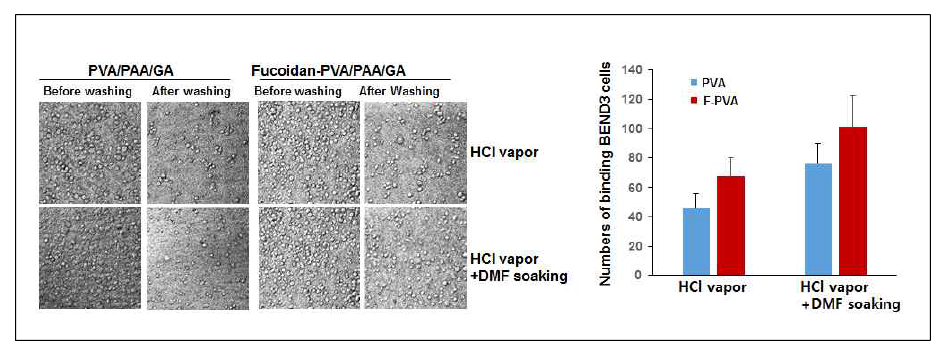 Fucoidan-PVA에 혈관내피세포의 부착에 대한 DMF 처리의 효과
