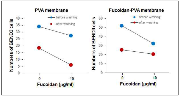 PVA 및 PVA-fucoidan 나노섬유에 혈관내피세포의 부착에 대한 fucoidan의 영향