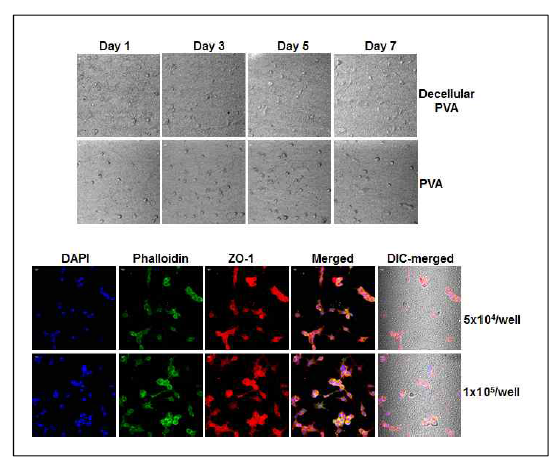 Decellular PVA 나노섬유에 배양한 혈관내피세포의 부착정도(상층)과 tight junction의 형성을 관찰하기 위한 ZO-1 형광염색 결과. (하층)