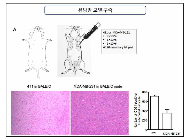 마우스 및 사람 유방암 세포주를 이용한 유방암 모델