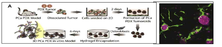 여러 가지 세포주들을 함께 배양하여 체내 종양과 유사한 환경을 조성하려는 3D PDX 모델
