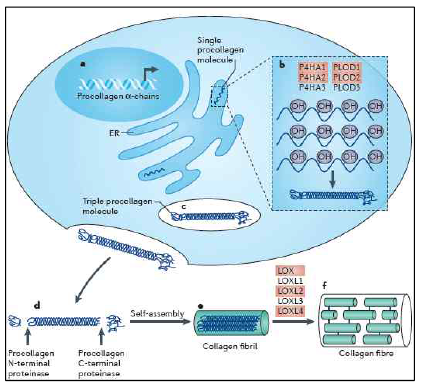 Biogenesis of Collagen fiber