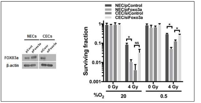 Effect of Foxo3a on radiosensitivity of normal and cancer endothelial cells under normoxia and hypoxia