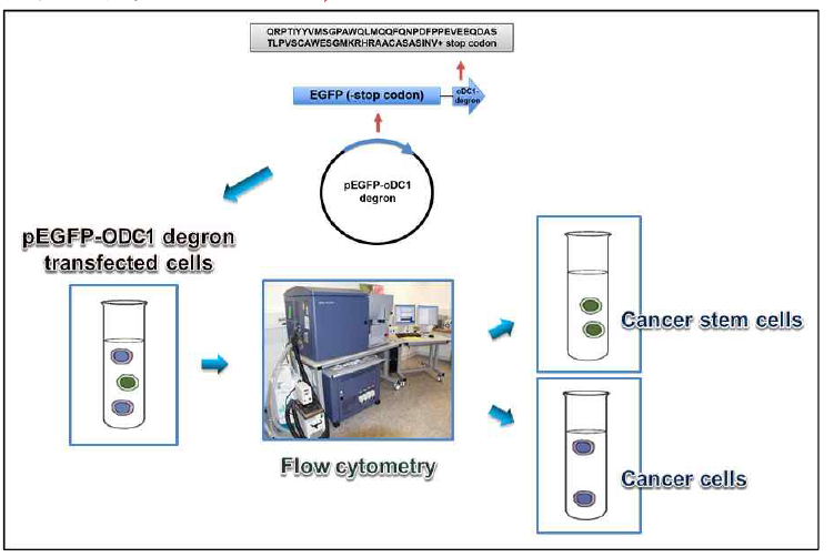 pEGFP-ODC1degron system for isolation of cancer stem cells