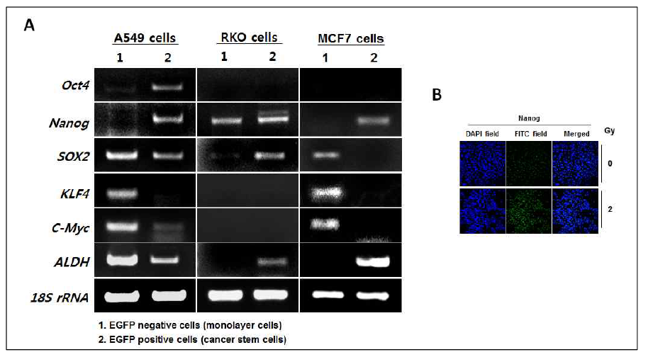 Isolation and characterization of cancer stem cells from various cancer cells including MCF7, RKO, and HeLa cells