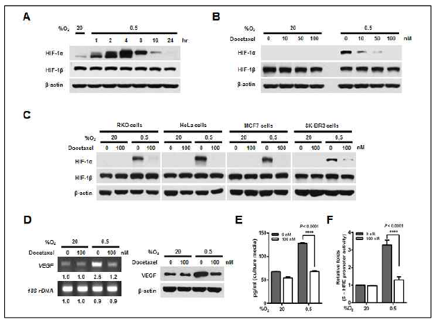 Effect of docetaxel on HIF-1α expression and its transactivation