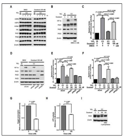 Docetaxel increases PHD1 activation-mediated degradation of HIF-1α in cancer cells under hypoxia