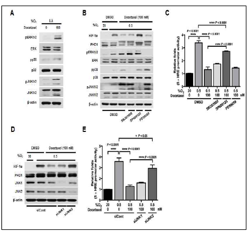 JNK2 is required to docetaxel-induced PHD1-mediated degradation of HIF-1α in cancer cells under hypoxia