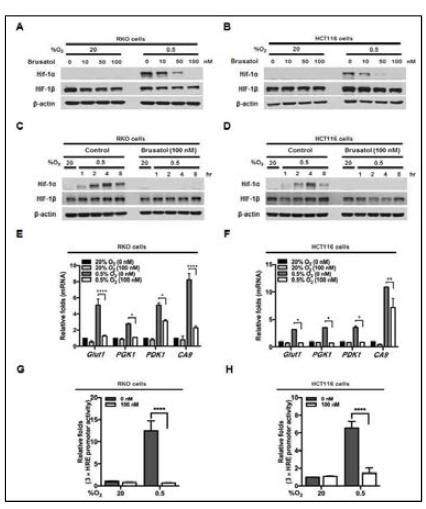 Effect of brusatol on HIF-1α expression and its transactivation