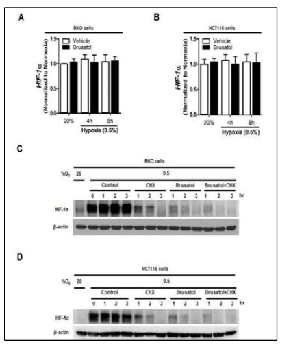 Brusatol decreases HIF-1α protein stability cancer cells under hypoxia