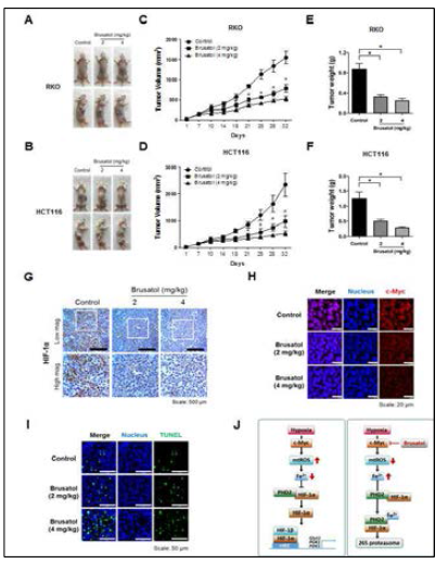 Brusatol-mediated activation of PHDs delays xenograft tumor growth