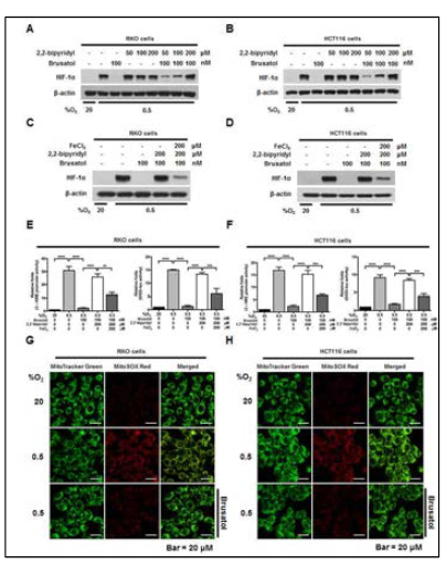 Effect of brusatol on Fe2+-mediated PHDs activation and HIF-1α degradation in cancer cells under hypoxia