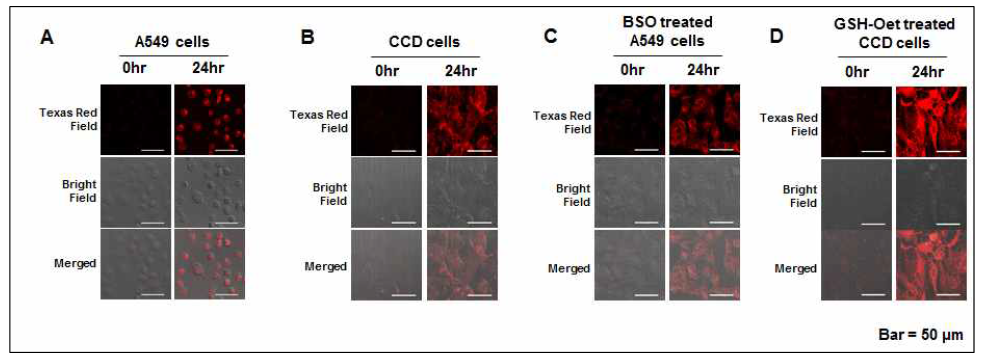 GSH-induced release of DOX from PEG-WCKGC-SS-Si in A549 and CCD cells