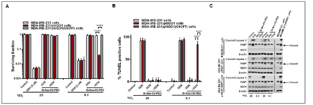 Pharmaceutical effect of Si-Azo-CD-PEG in MDA-MB-231, MDA-MB-231/pNQO1 and MDA-MB-231/pNQO1(C609T) cells under hypoxia