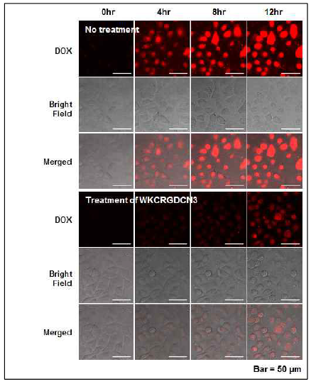 Integrin αvβ3-mediated cellular uptake and GSH-induced release of DOX from PEG-WKCRGDC-SS-Si in A549 cells