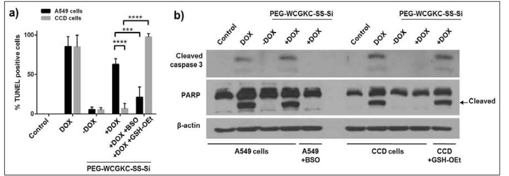 a) PEG-WCGKC-SS-Si에 의한 TUNEL-positive 세포의 퍼센트. b) PEG-WCGKC-SS-Si에 의한 세포의 caspase activity
