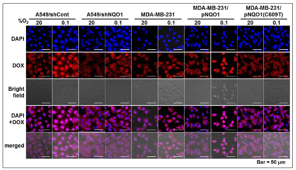 NQO1에 의해 Si-Azo-CD-PEG로부터 release된 DOX의 세포핵내의 분포