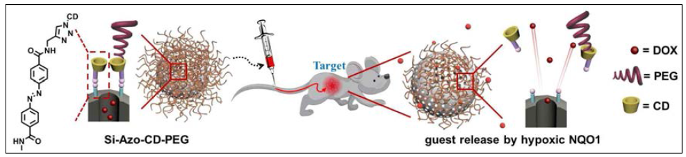 저산소 고형암세포에서 발현되는 NQO1 targeting용 새로운 theranostic 플랫폼의 동물모델에서의 치료효과 규명 모식도
